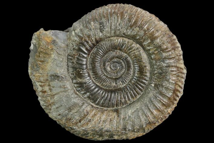 Ammonite (Dactylioceras) Fossil - England #127493
